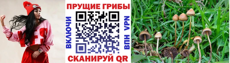 как найти наркотики  Нижнекамск  Псилоцибиновые грибы мухоморы 